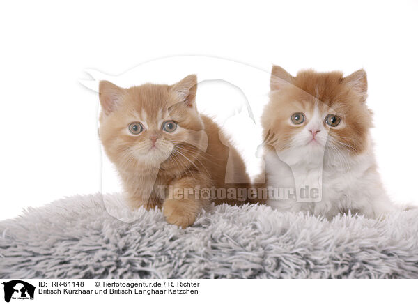 Britisch Kurzhaar und Britisch Langhaar Ktzchen / British Shorthair and Highlander Kitten / RR-61148