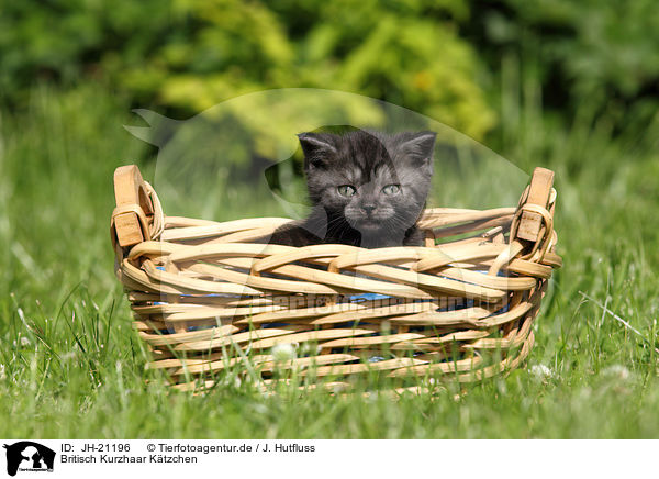 Britisch Kurzhaar Ktzchen / British Shorthair Kitten / JH-21196