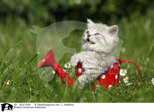 Britisch Kurzhaar Ktzchen / British Shorthair Kitten / JH-21204