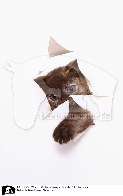 Britisch Kurzhaar Ktzchen / JH-21227