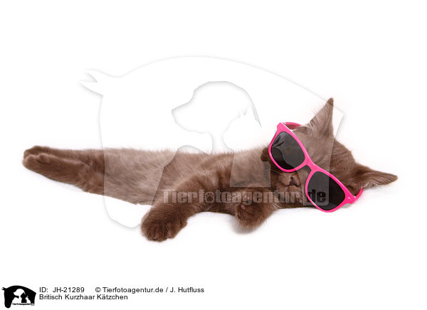 Britisch Kurzhaar Ktzchen / British Shorthair Kitten / JH-21289