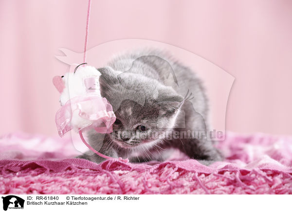 Britisch Kurzhaar Ktzchen / British Shorthair Kitten / RR-61840
