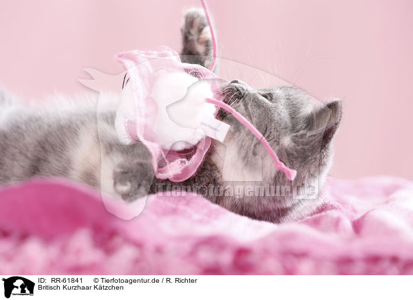 Britisch Kurzhaar Ktzchen / British Shorthair Kitten / RR-61841