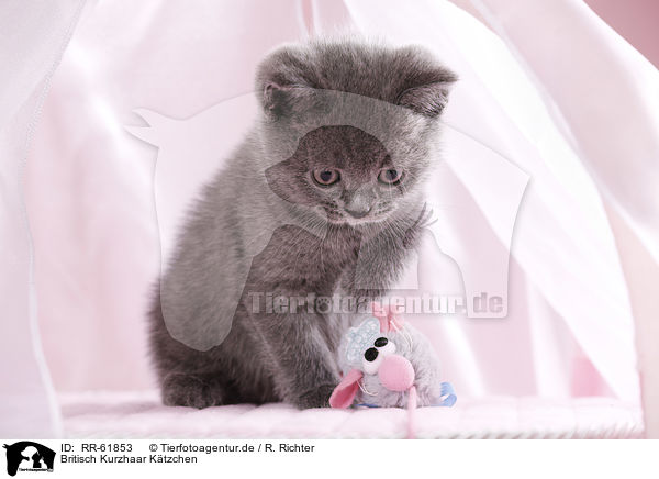 Britisch Kurzhaar K�tzchen / British Shorthair Kitten / RR-61853