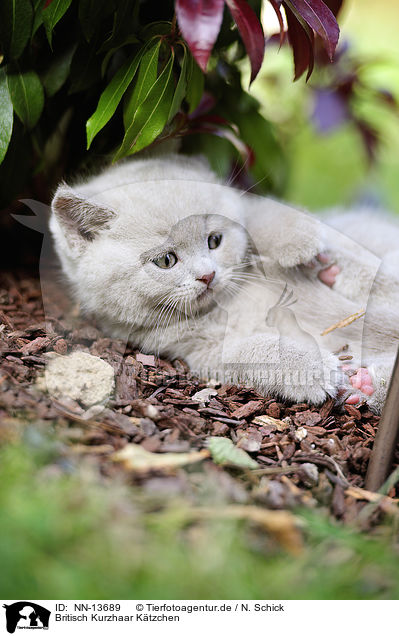 Britisch Kurzhaar Ktzchen / British Shorthair Kitten / NN-13689