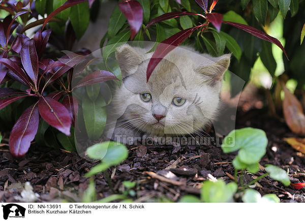 Britisch Kurzhaar Ktzchen / British Shorthair Kitten / NN-13691