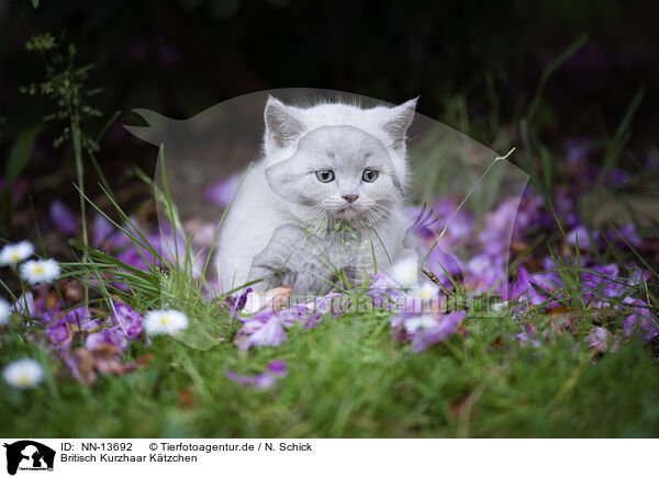 Britisch Kurzhaar Ktzchen / British Shorthair Kitten / NN-13692
