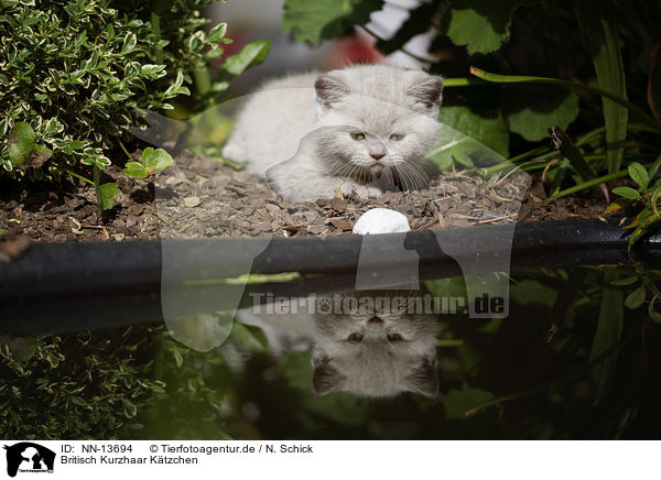 Britisch Kurzhaar Ktzchen / British Shorthair Kitten / NN-13694