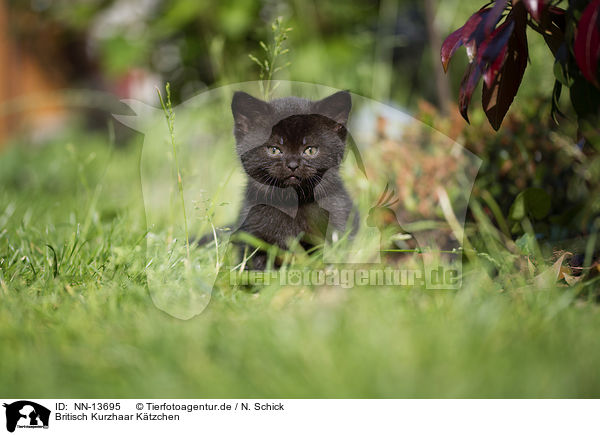 Britisch Kurzhaar Ktzchen / British Shorthair Kitten / NN-13695