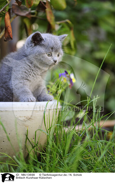 Britisch Kurzhaar Ktzchen / British Shorthair Kitten / NN-13698