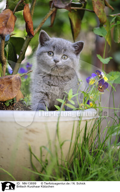 Britisch Kurzhaar Ktzchen / British Shorthair Kitten / NN-13699