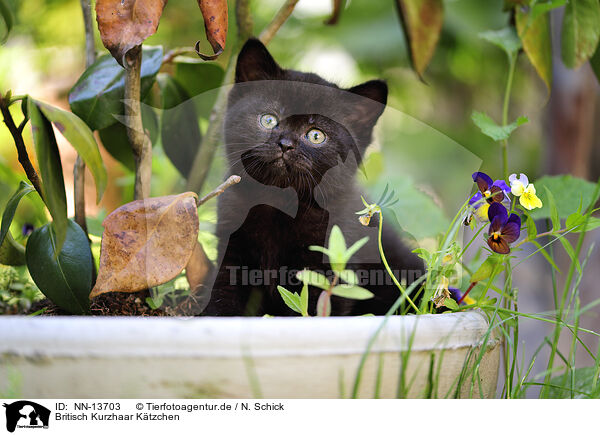 Britisch Kurzhaar Ktzchen / British Shorthair Kitten / NN-13703