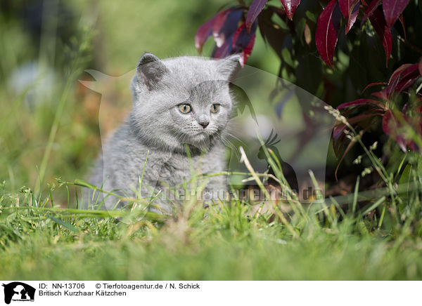 Britisch Kurzhaar Ktzchen / British Shorthair Kitten / NN-13706