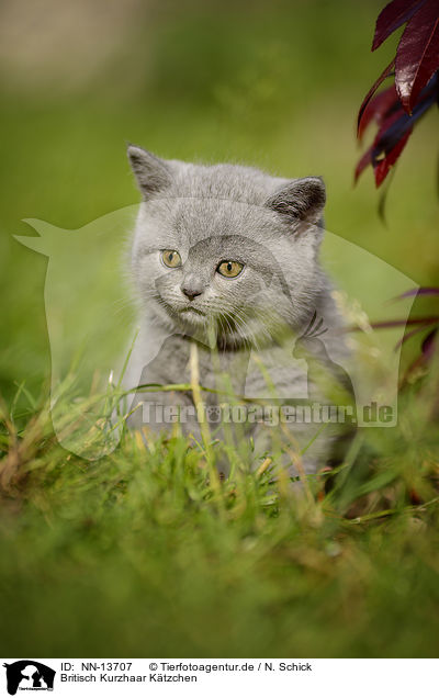Britisch Kurzhaar Ktzchen / British Shorthair Kitten / NN-13707