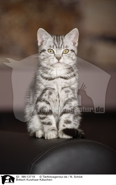 Britisch Kurzhaar Ktzchen / British Shorthair Kitten / NN-13716