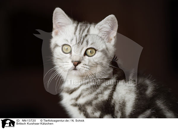 Britisch Kurzhaar Ktzchen / British Shorthair Kitten / NN-13720