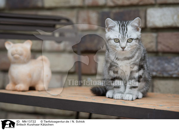 Britisch Kurzhaar Ktzchen / British Shorthair Kitten / NN-13722