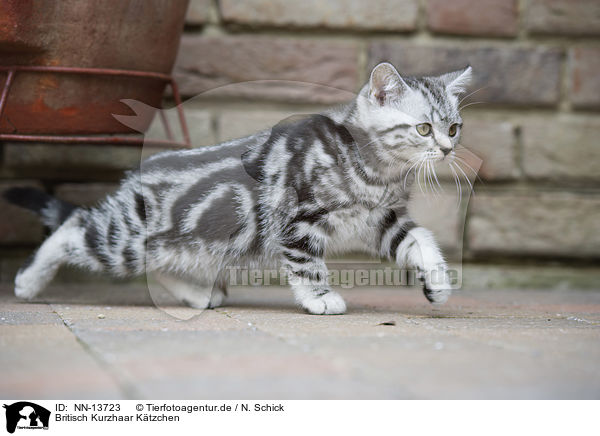Britisch Kurzhaar Ktzchen / British Shorthair Kitten / NN-13723