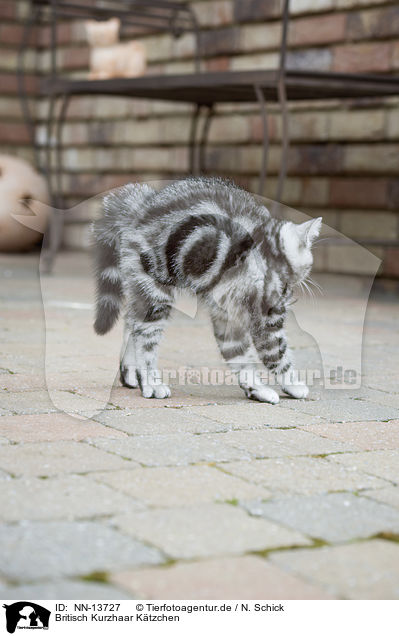Britisch Kurzhaar Ktzchen / British Shorthair Kitten / NN-13727