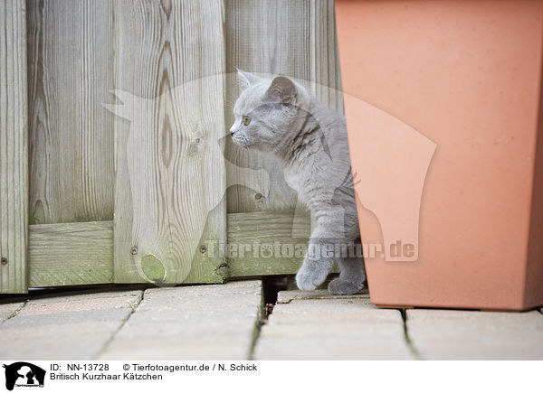 Britisch Kurzhaar Ktzchen / British Shorthair Kitten / NN-13728