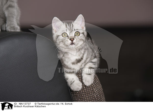 Britisch Kurzhaar Ktzchen / British Shorthair Kitten / NN-13737