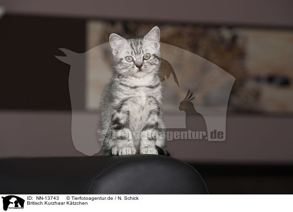 Britisch Kurzhaar Ktzchen / British Shorthair Kitten / NN-13743