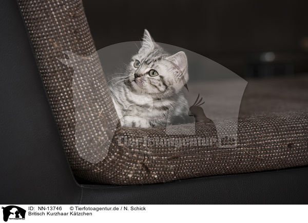 Britisch Kurzhaar Ktzchen / British Shorthair Kitten / NN-13746