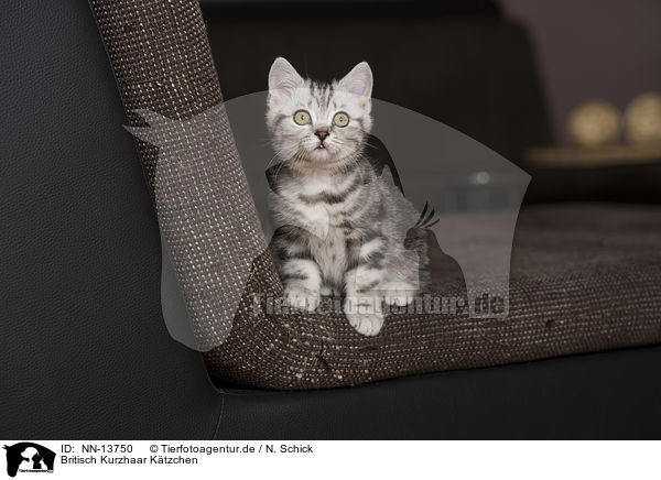 Britisch Kurzhaar Ktzchen / British Shorthair Kitten / NN-13750