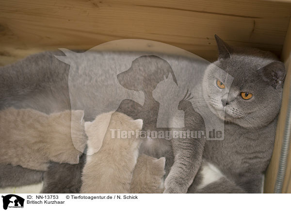 Britisch Kurzhaar / British Shorthair / NN-13753