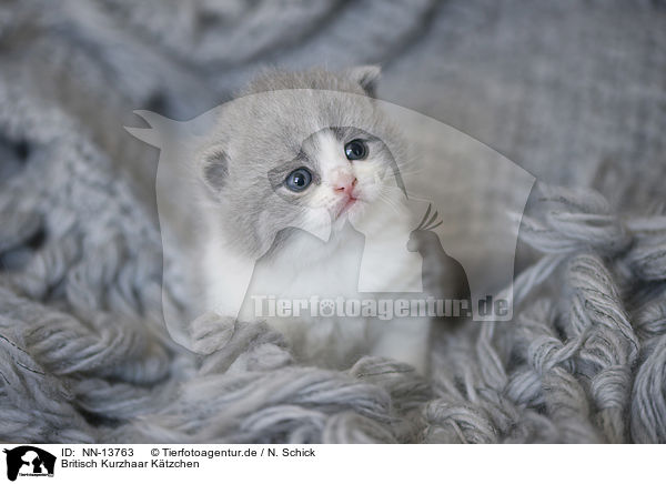 Britisch Kurzhaar Ktzchen / British Shorthair Kitten / NN-13763