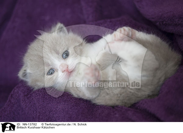 Britisch Kurzhaar Ktzchen / British Shorthair Kitten / NN-13782