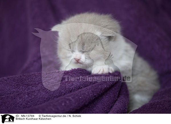 Britisch Kurzhaar Ktzchen / British Shorthair Kitten / NN-13784