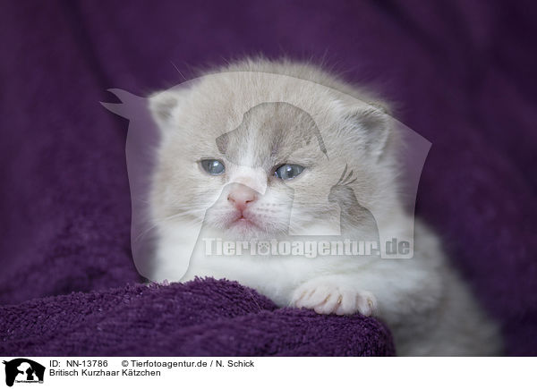 Britisch Kurzhaar Ktzchen / British Shorthair Kitten / NN-13786