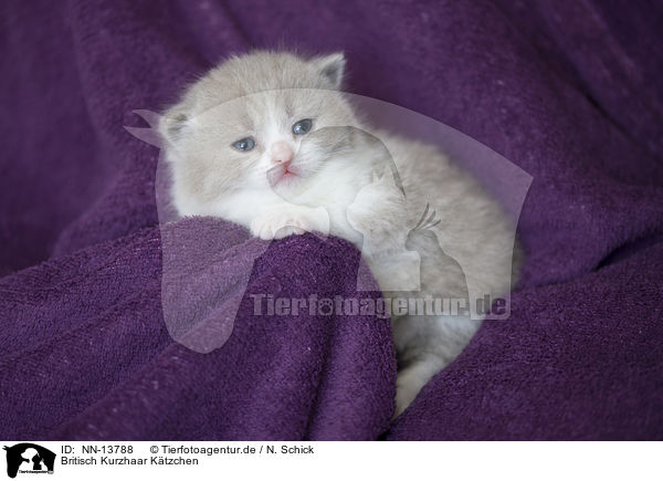 Britisch Kurzhaar Ktzchen / British Shorthair Kitten / NN-13788