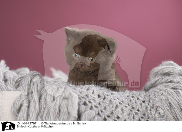 Britisch Kurzhaar Ktzchen / British Shorthair Kitten / NN-13797