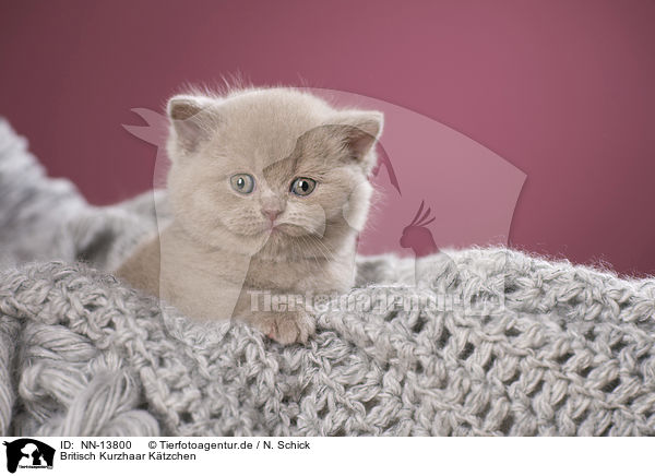 Britisch Kurzhaar Ktzchen / British Shorthair Kitten / NN-13800
