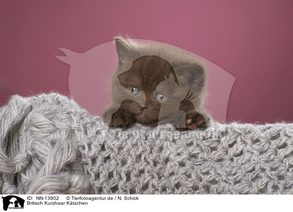 Britisch Kurzhaar Ktzchen / British Shorthair Kitten / NN-13802