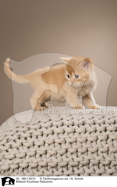 Britisch Kurzhaar Ktzchen / British Shorthair Kitten / NN-13810