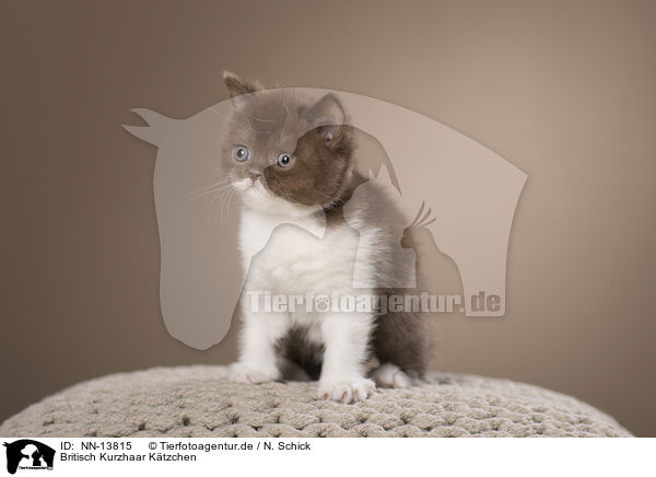 Britisch Kurzhaar Ktzchen / British Shorthair Kitten / NN-13815