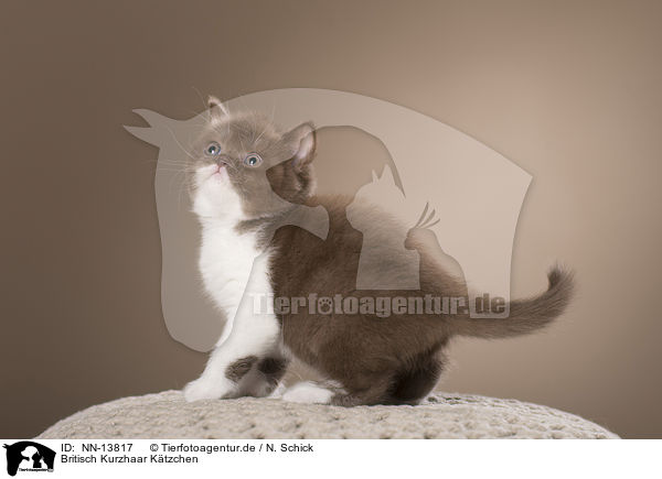 Britisch Kurzhaar Ktzchen / British Shorthair Kitten / NN-13817