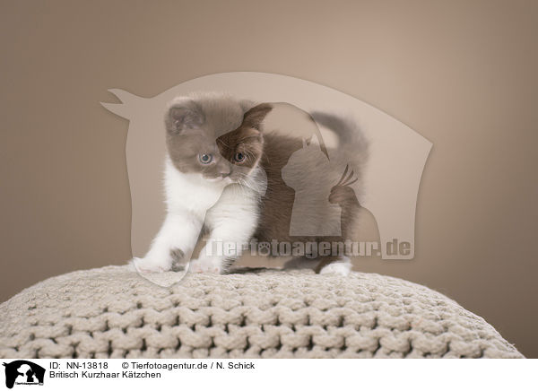 Britisch Kurzhaar Ktzchen / British Shorthair Kitten / NN-13818