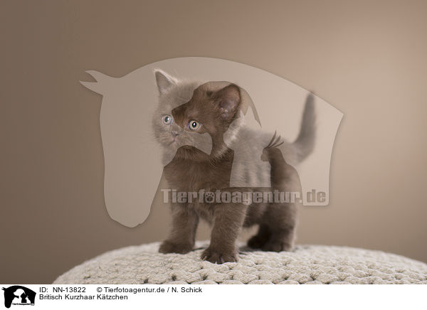 Britisch Kurzhaar Ktzchen / British Shorthair Kitten / NN-13822