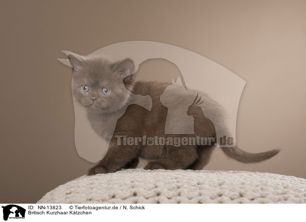 Britisch Kurzhaar Ktzchen / British Shorthair Kitten / NN-13823