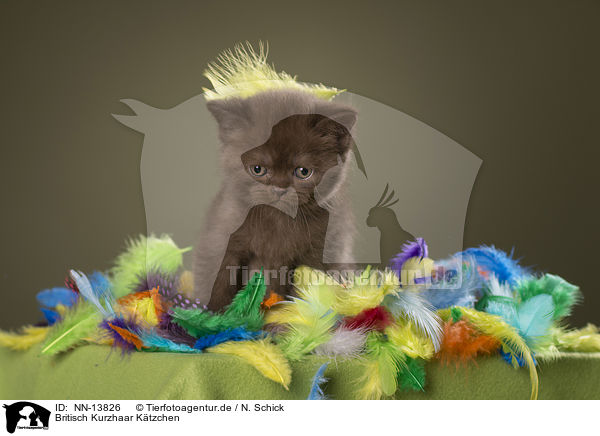 Britisch Kurzhaar Ktzchen / British Shorthair Kitten / NN-13826