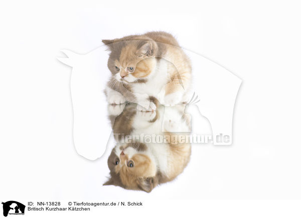 Britisch Kurzhaar Ktzchen / British Shorthair Kitten / NN-13828