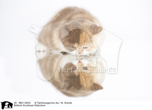Britisch Kurzhaar Ktzchen / British Shorthair Kitten / NN-13830