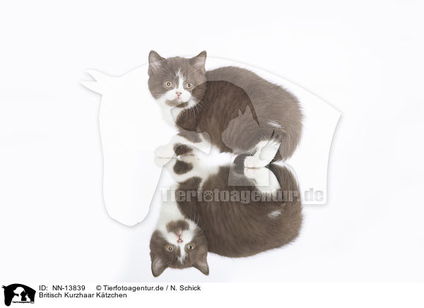Britisch Kurzhaar Ktzchen / British Shorthair Kitten / NN-13839