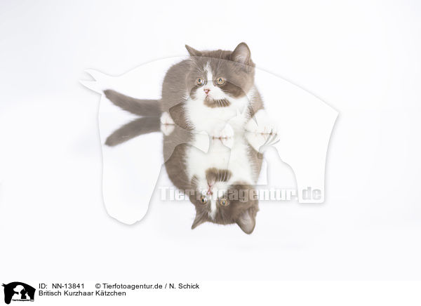 Britisch Kurzhaar Ktzchen / British Shorthair Kitten / NN-13841