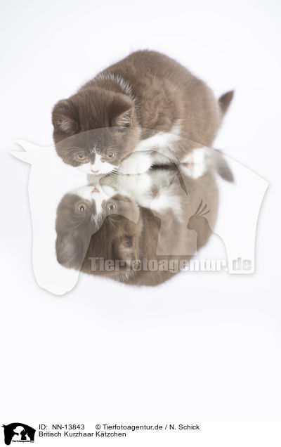 Britisch Kurzhaar Ktzchen / British Shorthair Kitten / NN-13843