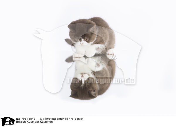 Britisch Kurzhaar Ktzchen / British Shorthair Kitten / NN-13848